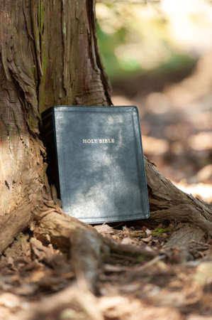 Holy Bible outdoors on the tree trunk and sunlight. Blurred background. Copy space. Vertical shot.