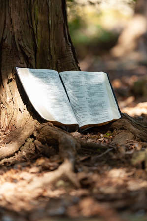 Holy Bible open in Psalm 107 and Psalm 108 outdoors on the tree trunk and sunlight. Blurred...