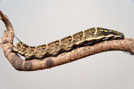 Impatiens hawk moth caterpillar (Theretra oldenlandiae) on stick isolated on gray background. In Japan it is known as âsesujisuzumeâ. Copy space.の写真素材