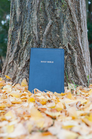 Holy Bible on tree trunk outdoors in autumn with yellow fallen leaves. Close-up. Vertical shot.の写真素材