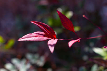 Red leaves of the Ternstroemia gymnanthera also known as Cleyera japonica or Sakaki in Japanese....