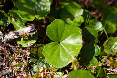 Farfugium japonicum or Ligularia tussilaginea also known as leopard plant under sunlight in Japanese...