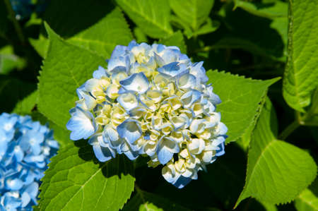 Beautiful blue and yellow Hydrangea flower (Hydrangea macrophylla) or Hortensia flower illuminated...