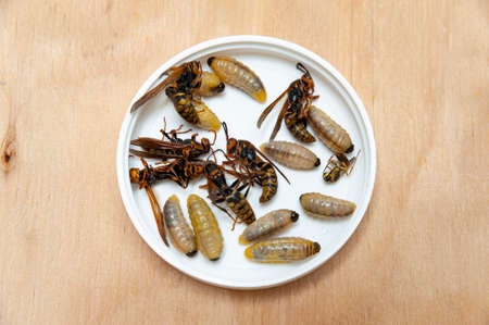 Dead larvae and wasps known as Asian Giant Hornet or Japanese Giant Hornet inside white circular container on wooden table in top view.の写真素材