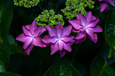 Beautiful purple flower Hydrangea macrophylla species known in Japan as Gaku-ajisai.