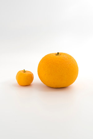 Orange fruit and mini orange fruit isolated on white background.の写真素材