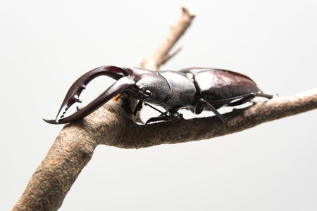 Hexarthrius mandibularis, stag beetle, on dry branch, isolated on white background.の写真素材