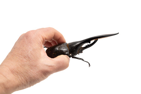 Hand holding amazing Dynastes Hercules beetle isolated on white background in side view.