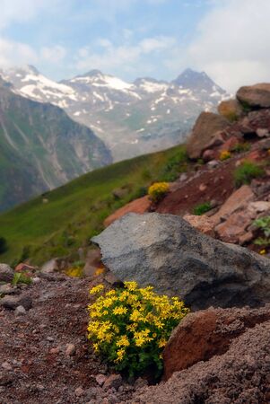 The Alpine flowers in stones against the Caucasian mountainsの写真素材