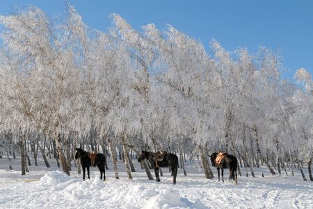 Three horses in snow-covered woodの写真素材