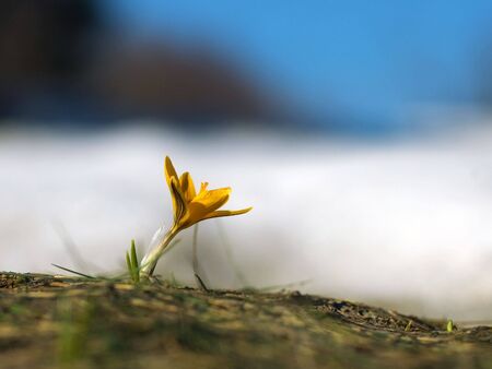 Yellow crocus against snow and the skyの写真素材