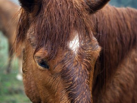 The wet horse looks at a grassの写真素材