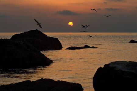 Seagulls fly against a rising sunの写真素材