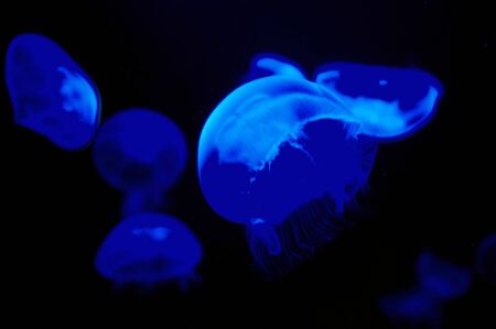 Jellyfishes in ultra-violet light, abstractionの写真素材