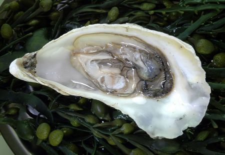 Open oyster on seaweedの写真素材