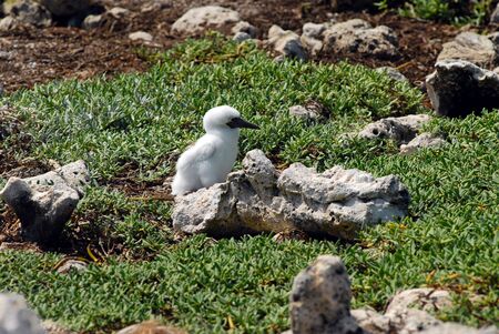 Small baby bird near a nest among a grassの写真素材