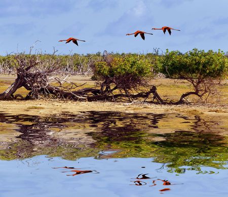 Flying flamingos over trees and waterの写真素材