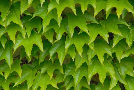 Green leaves of an ivy as a background