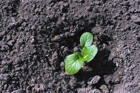 Green young sprout in the earthの写真素材