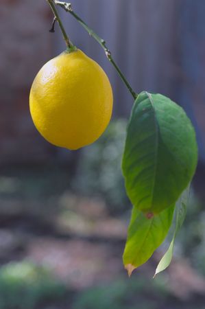 view of lemon hanging on a lemon treeの写真素材