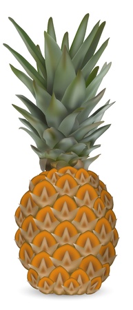 Illustration of fresh pineapple ; vectorのイラスト素材