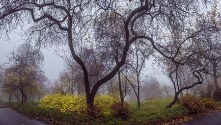 Autumn park. Scenic autumn morning landscape. Maple trees with vibrant yellow foliageの写真素材