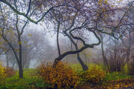 Autumn park. Scenic autumn morning landscape. Maple trees with vibrant yellow foliageの写真素材