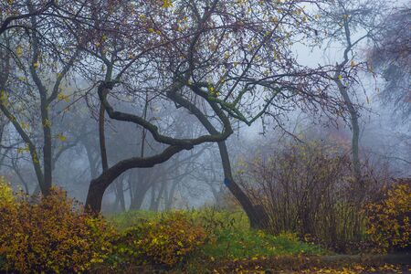 Autumn park. Scenic autumn morning landscape. Maple trees with vibrant yellow foliageの写真素材
