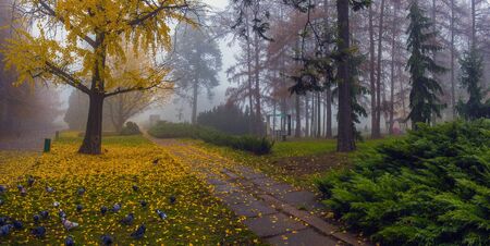 Autumn park. Scenic autumn morning landscape. Maple trees with vibrant yellow foliageの写真素材