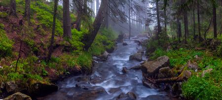 Fast flow breakers among wild forest at sunrise under the top of Hoverla, stormy clean water feeds the river Prut on the background of wild mountain slopes of the Carpathian Mountainsの写真素材