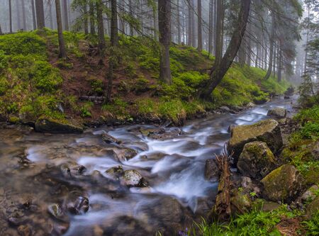 Fast flow breakers among wild forest at sunrise under the top of Hoverla, stormy clean water feeds the river Prut on the background of wild mountain slopes of the Carpathian Mountainsの写真素材