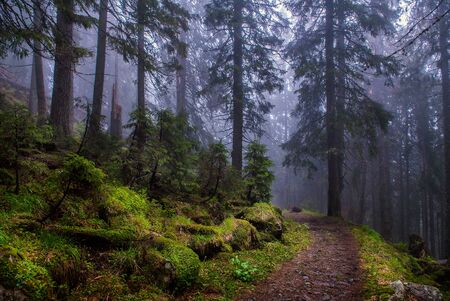 Beautiful mystical forest in blue fog in autumn. Colorful landscape with enchanted trees with orange and red leaves. Scenery with path in dreamy foggy forestの写真素材