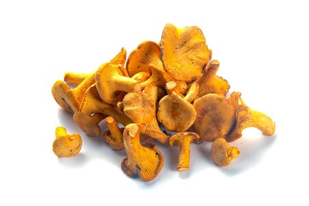 Several fresh chanterelle mushrooms of different sizes on a white background close-upの写真素材