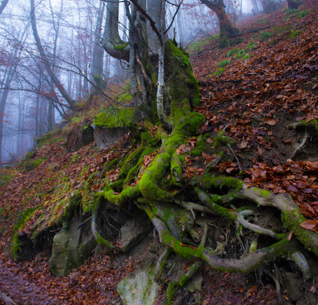 Tree with beautiful roots. Spring in the beech forest. Cloudy day. Carpathians, Ukraine, Europe