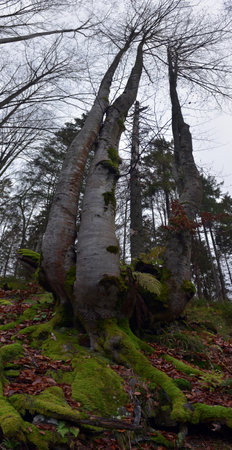 Tree with beautiful roots. Spring in the beech forest. Cloudy day. Carpathians, Ukraine, Europe