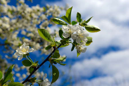 Beautiful cherry blossom sakura full bloom time over blue sky Flowers Japanese flowering cherry on...