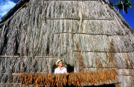 Pinar de Rio Cuba Cuban tobacco farming farm cigar cigars plantation leaf leafs. Tobacco plantation and drying shed, Pinar del Rio province, Cuba.のeditorial素材