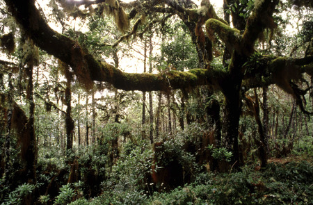 Ecotourism in Sierra Norte of Ixtlan de Juarez, Oaxaca, Mexico