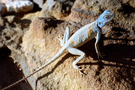Blue Lizard On Rocks, Petra, Jordanの写真素材