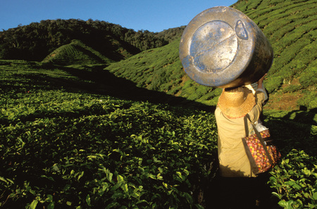 Workers on a tea fields. Sungai Palas Tea Estate Cameron Highlands Perak State Malaysia Southeast Asia Asia, Malaysia.のeditorial素材