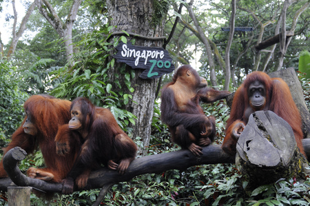 Singapore zoo, Orangutan (Pongo borneo), South East Asia, Singapore.のeditorial素材