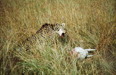 Cheetah (Acinonyx jubatus) hunting on the savannah, Masai Mara, Kenya. Cheetah (Acinonyx jubatus) hunting on the savannah, Masai Mara, Kenya A cheetah is prepared for the hunt. In this park, wildlife is beyond question. The lion is found in large herds anのeditorial素材