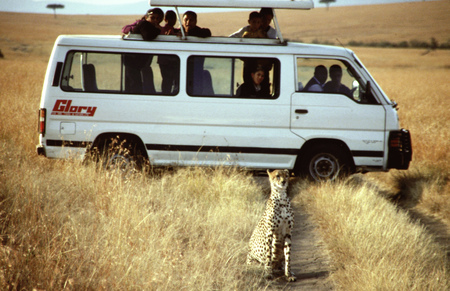 Cheetah (Acinonyx jubatus) and safari tourist car on the savannah, Masai Mara, Kenya. One of the typical open-topped vans with wildlife to observe live without running any risk. Sometimes animals come to incredible distances.のeditorial素材