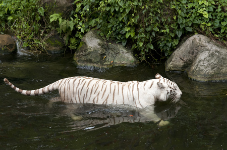 White tiger (Panthera tigris), Bengal tiger, Panthera leo in Singapore zoo.のeditorial素材