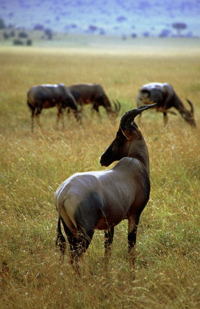 Blue Wildebeest gnu on the run during the Great Migration Masai Mara National Reserve Kenyaのeditorial素材