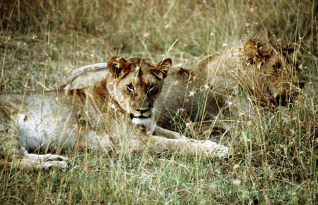 Lion (Panthera leo), female resting on a termite mound, Masai Mara National Reserve, Kenya, Africa. Two lionesses resting on the plains of the park. The lionesses are ramming males to defend their cubs.のeditorial素材