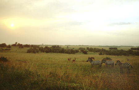 Plains zebras (Equus quagga) and Impalas (Aepyceros melampus) in Masai Mara National Parc, Kenya, Africaのeditorial素材
