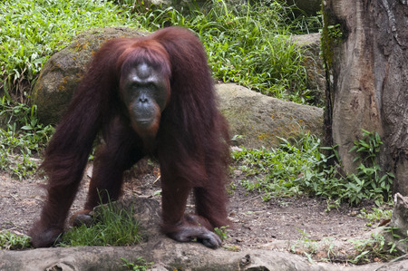 Sumatran Orangutan, Gunung Leuser National Park, Sumatra, Indonesia. Orangutan juvenile, Sarawak, Borneo, Malaysiaのeditorial素材