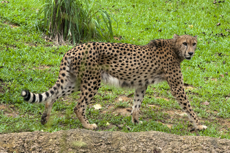 South East Asia, Singapore, Singapore zoo, Cheetah, Acinonyx jubatusのeditorial素材