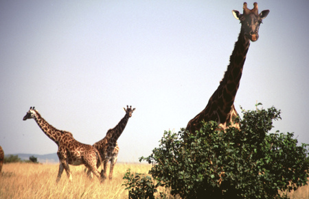 Masai Giraffes (Giraffa camelopardalis tippelskirchi) group of three, Masai Mara Game Reserve, Kenya.のeditorial素材